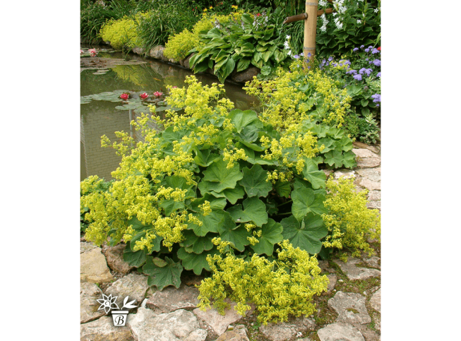 Alchemilla mollis